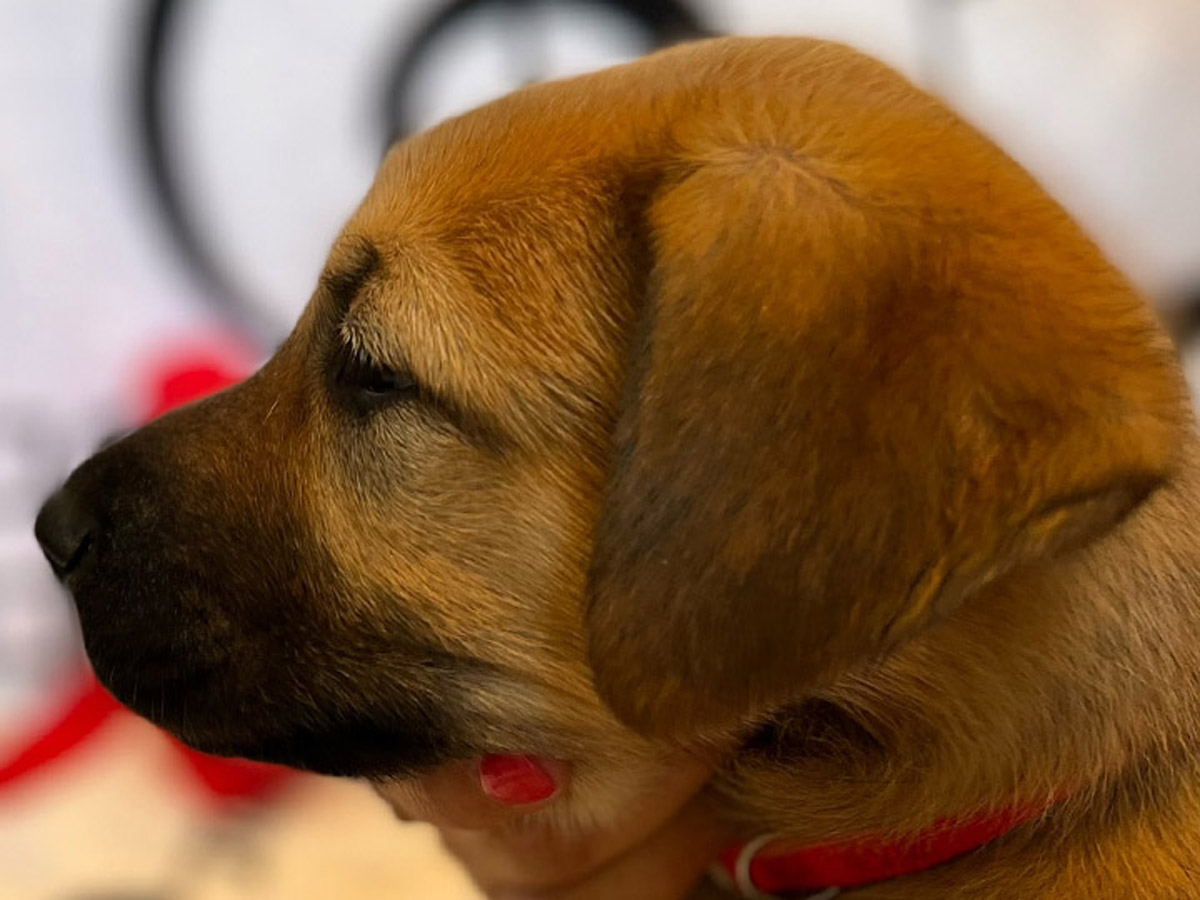 chinook puppy